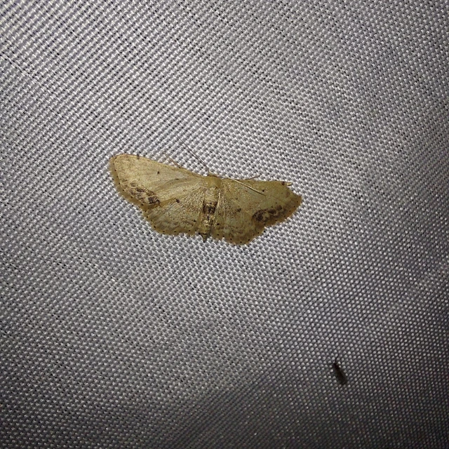 Idaea dimidiata - gyakori apróaraszoló