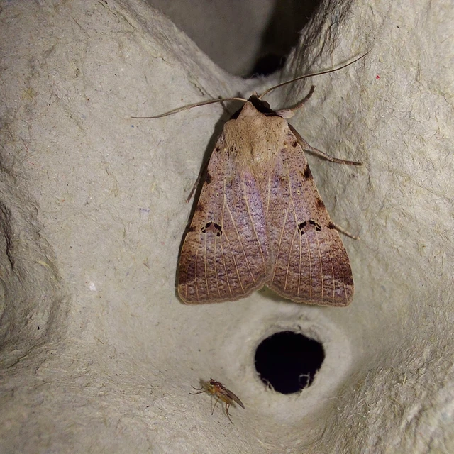Lygephila craccae - gyakori csüdfűbagoly