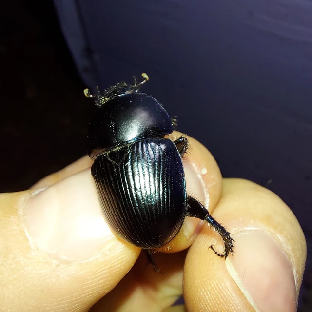 Geotrupidae - álganéjtúró-félék Geotrupidae - álganéjtúró-félék