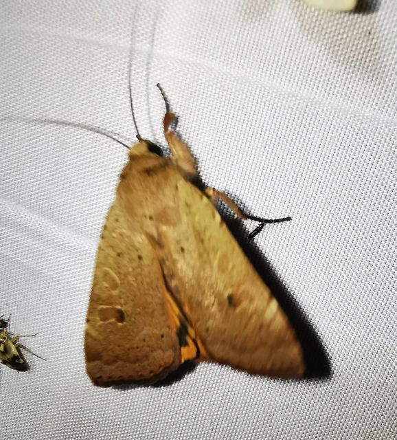 Noctua comes - kis sárgafűbagoly