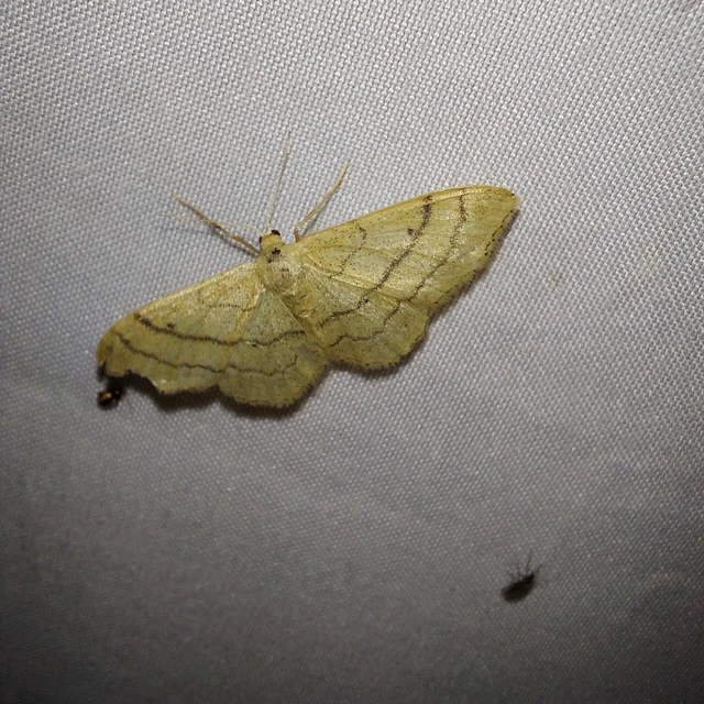 Idaea aversata - nagy sávosaraszoló