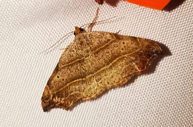 Laspeyria flexula - zuzmóbagoly