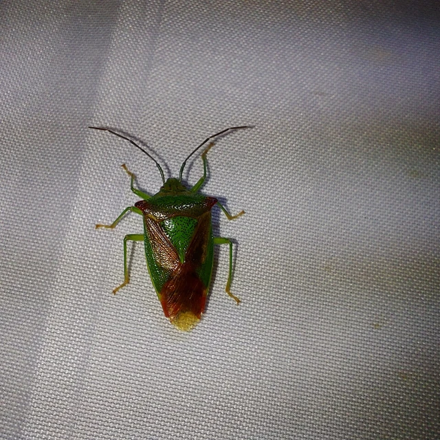 Acanthosoma haemorrhoidale - nagy dajkapoloska Acanthosoma haemorrhoidale - nagy dajkapoloska