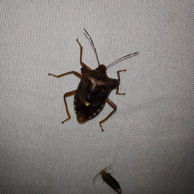 Pentatoma rufipes - vöröslábú címerespoloska Pentatoma rufipes - vöröslábú címerespoloska