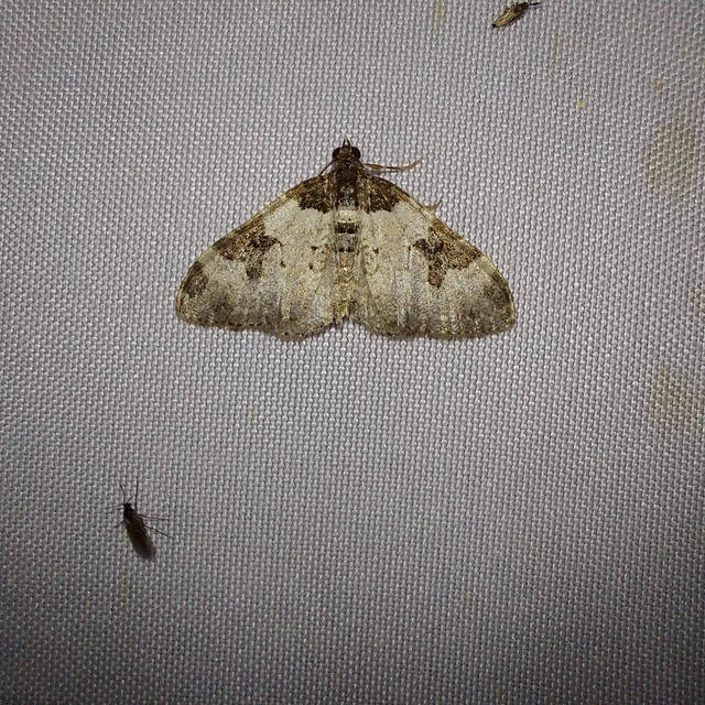 Xanthorhoe fluctuata - közönséges tarkaaraszoló