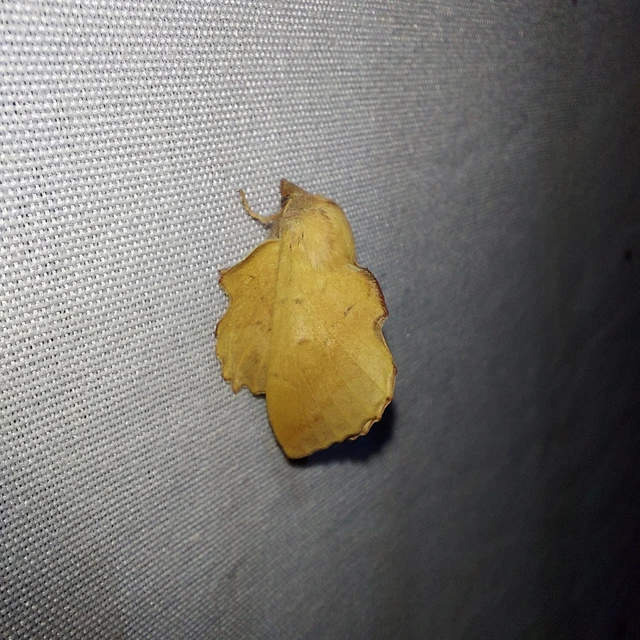 Phyllodesma tremulifolia - nyárlevélpohók