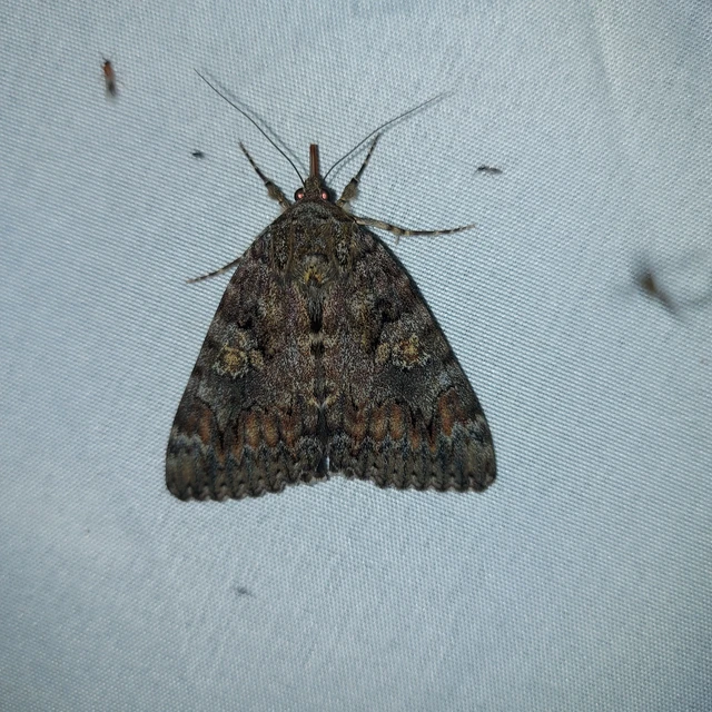 Catocala sponsa/dilecta