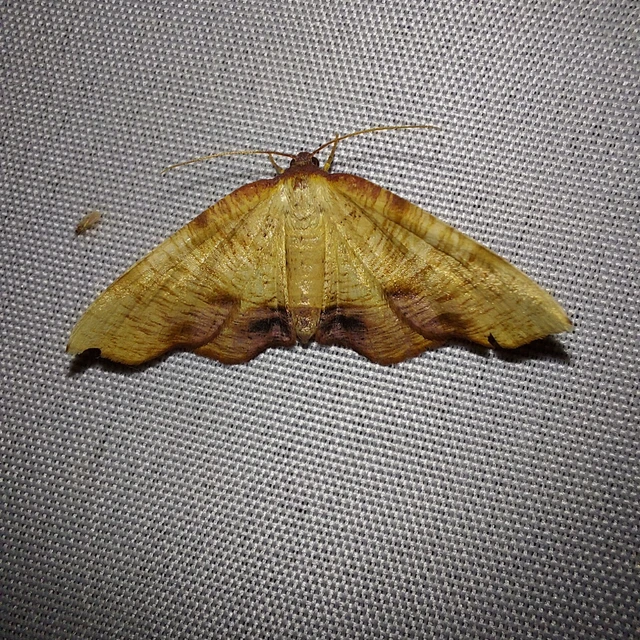 Plagodis dolabraria - baltaszárnyú araszoló