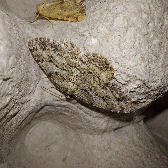 Ectropis crepuscularia - avararaszoló