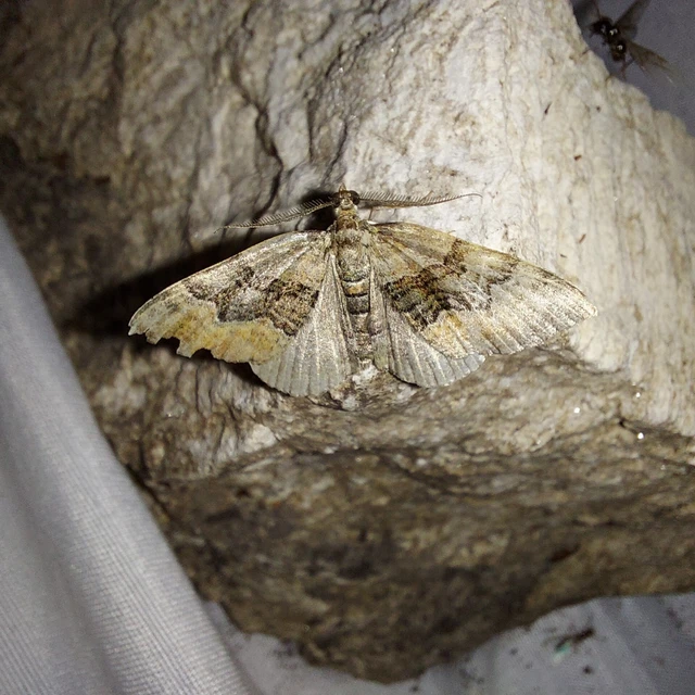 Xanthorhoe quadrifasiata - négysávos tarkaaraszoló