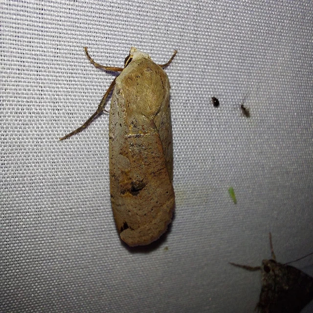 Noctua pronuba - nagy sárgafűbagoly