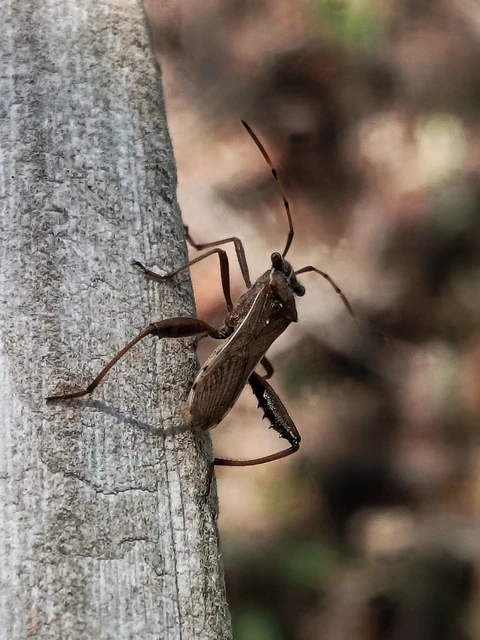 Camptopus lateralis - görbelábú karimáspoloska