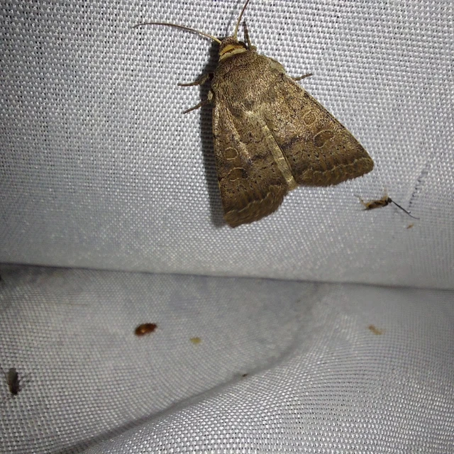 Hoplodrina