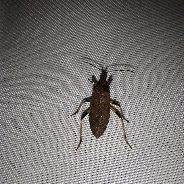 Dicranocephalus