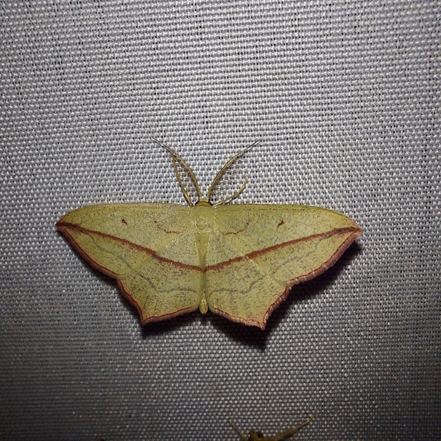Timandra comae - piroscsíkos csipkésaraszoló