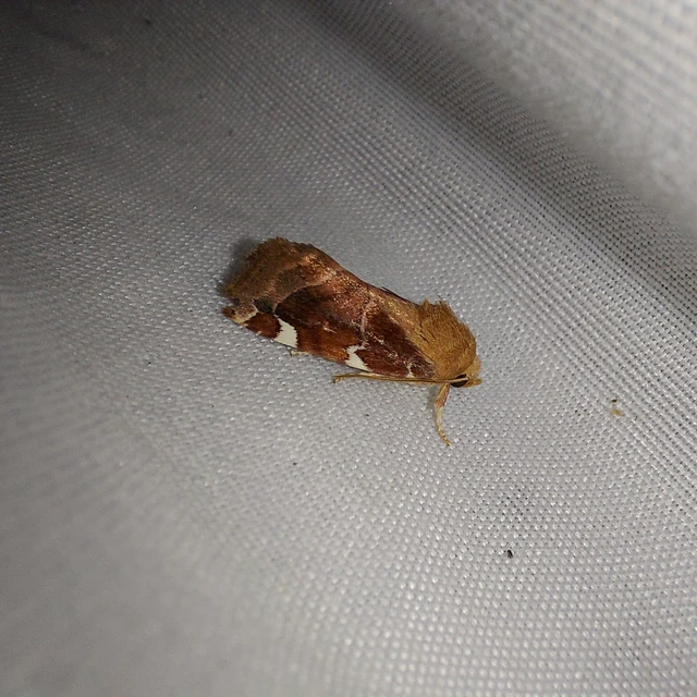 Cosmia diffinis - szilfa-lombbagoly