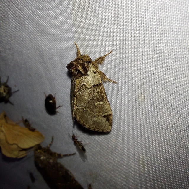 Drymonia obliterata - feketefoltos púposszövő