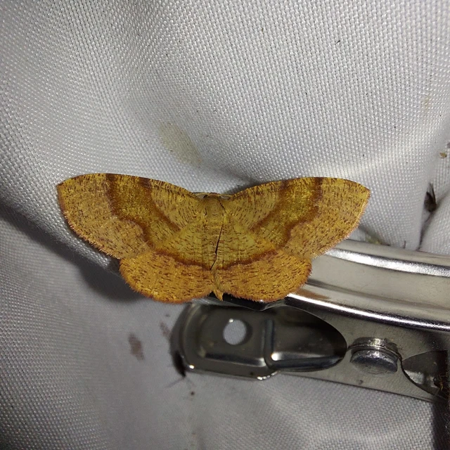 Plagodis pulveraria - szemcsés araszoló