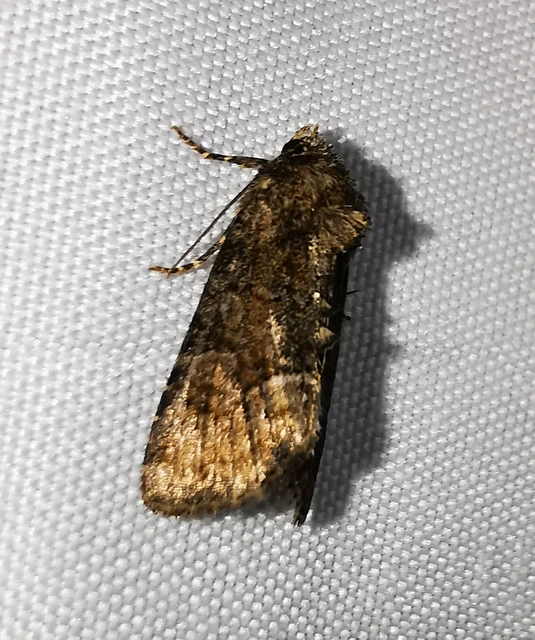Oligia strigilis/latruncula/versicolor
