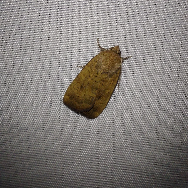 Noctua interjecta - zömök sárgafűbagoly