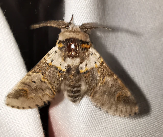 Furcula furcula - szürke púposszövő