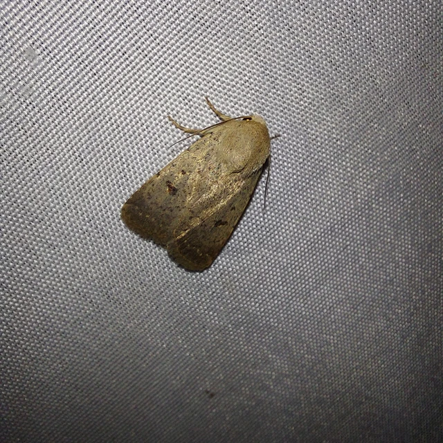 Platyperigea aspersa - homokszínű selymesbagoly