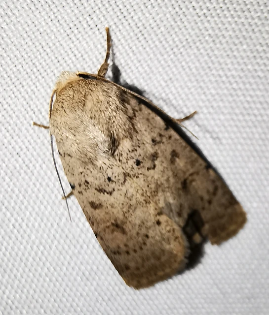Hoplodrina respersa - bogáncs-selymesbagoly