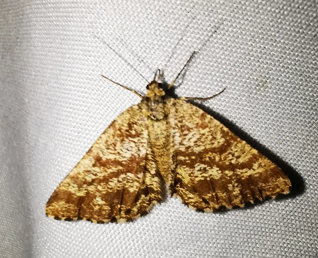 Ematurga atomaria - barna rétiaraszoló