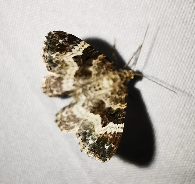 Epirrhoe alternata - galaj-tarkaaraszoló