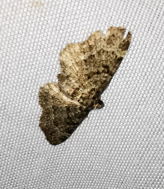 Pasiphila