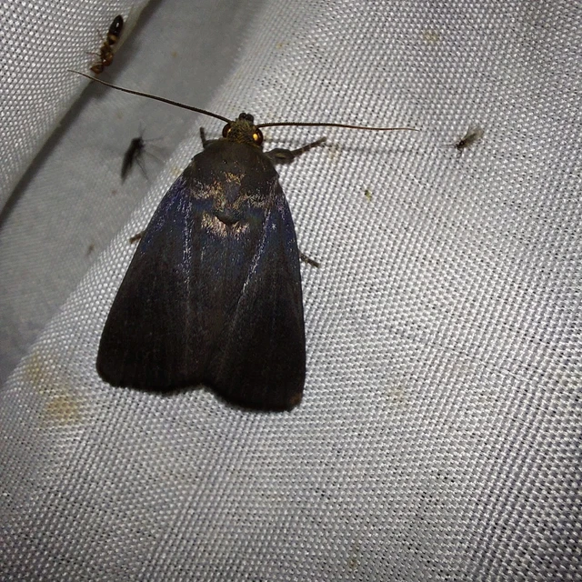 Amphipyra livida - zsírfényű bagoly
