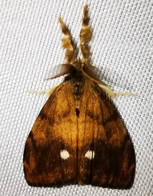 Orgyia antiqua - rozsdabarna kisszövő
