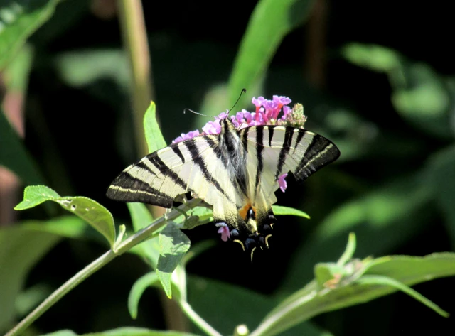Iphiclides podalirius - kardoslepke