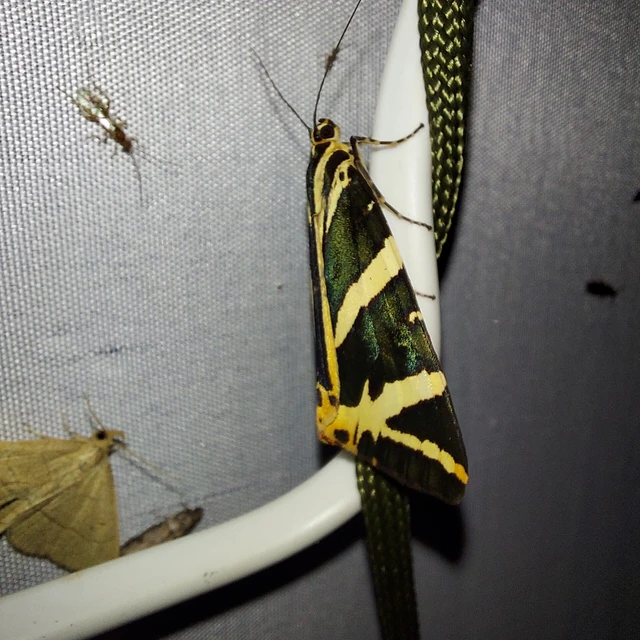 Euplagia quadripunctaria - csíkos medvelepke