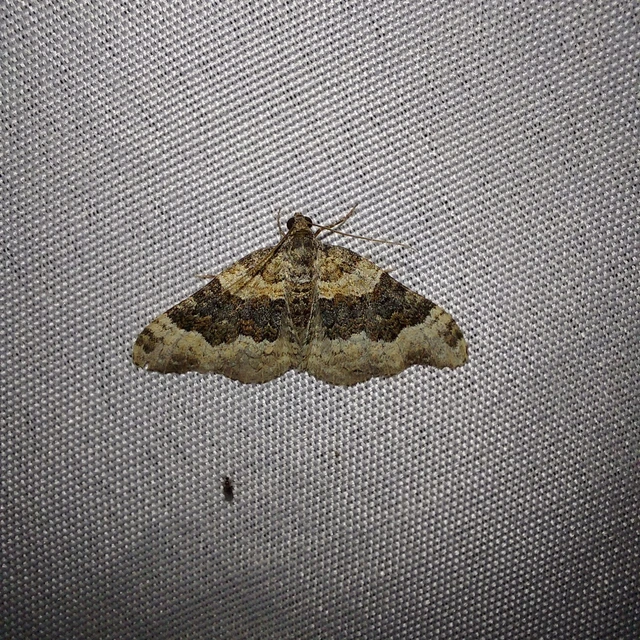 Epirrhoe galiata - sávos galajaraszoló