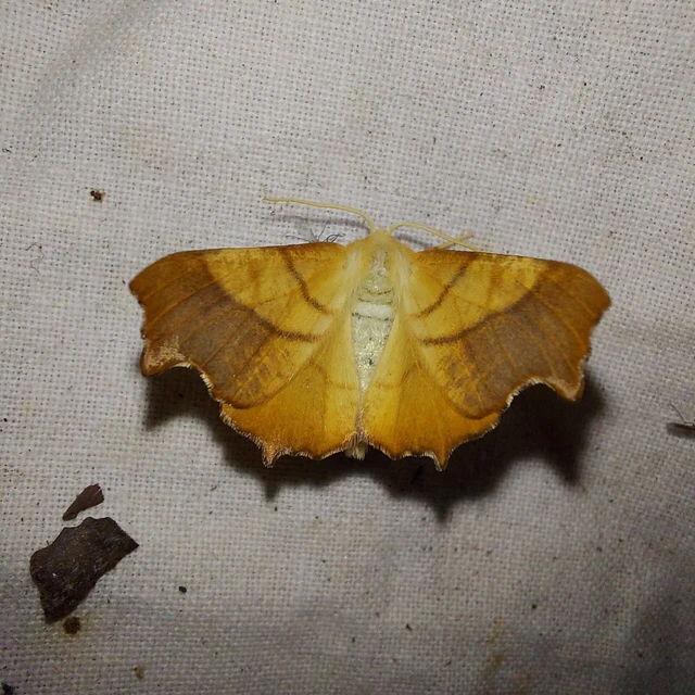 Ennomos fuscantaria - kőris-levélaraszoló