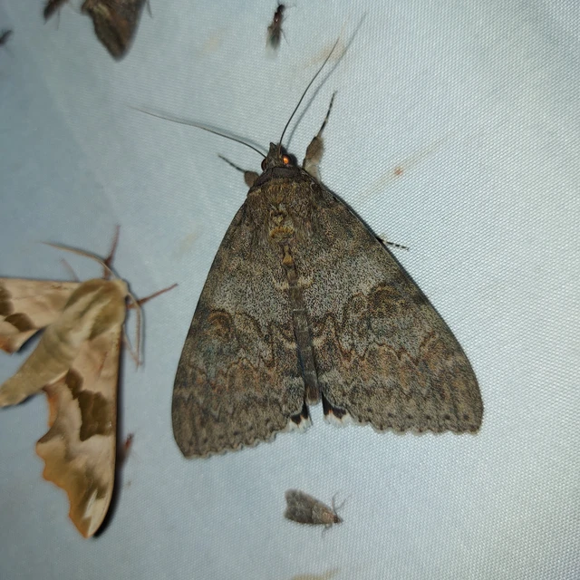 Catocala nupta - piros övesbagoly