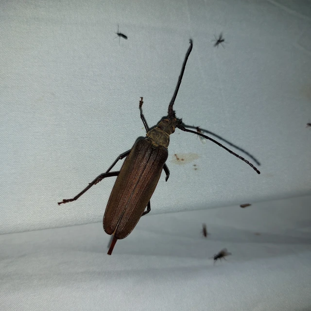 Aegosoma scabricorne - diófacincér Aegosoma scabricorne - diófacincér