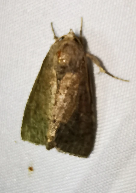 Parastichtis suspecta - sötét erdeibagoly