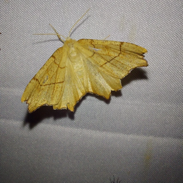 Ennomos quercinaria - tölgyfa-levélaraszoló