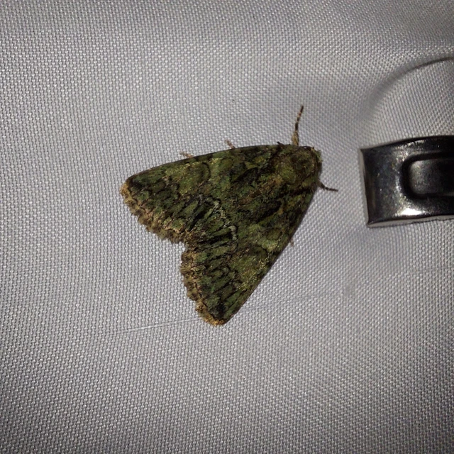 Polyphaenis sericata - selyemfényű erdeibagoly