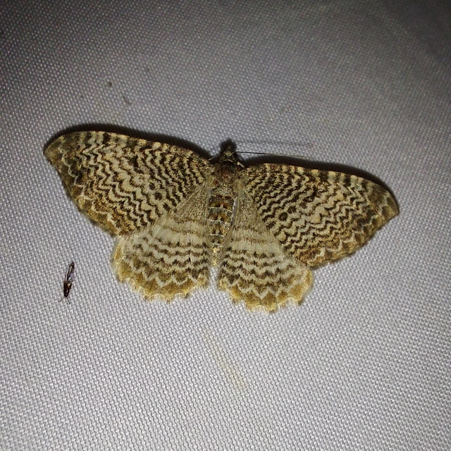 Hydria undulata - hullámvonalas araszoló