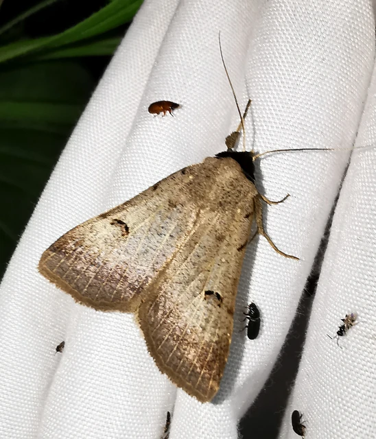 Lygephila craccae - gyakori csüdfűbagoly