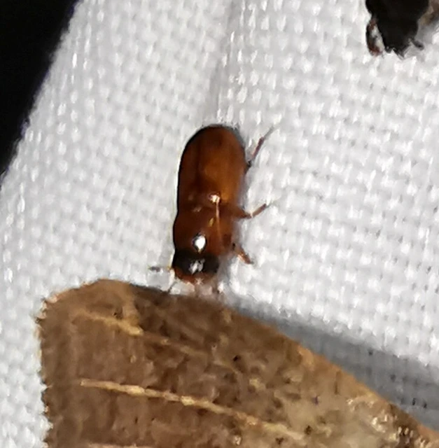 Aphodiinae
