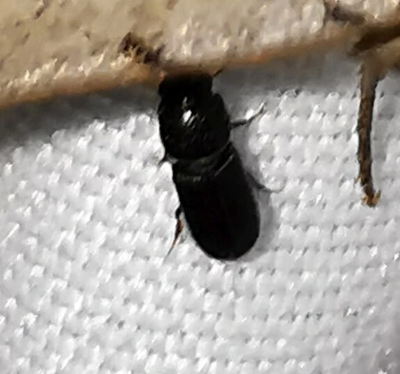 Aphodiinae