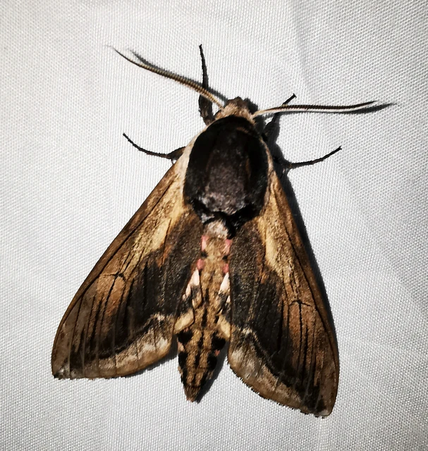 Sphinx ligustri - fagyalszender
