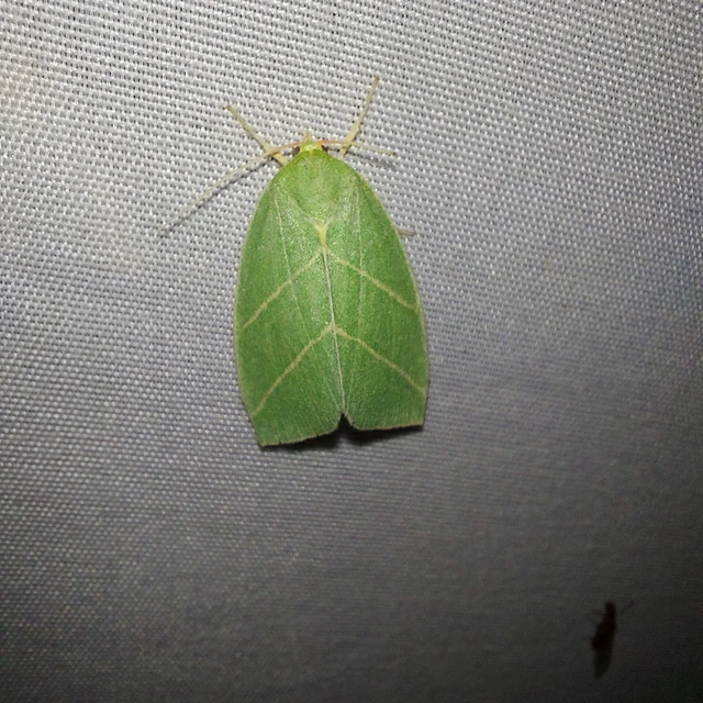 Bena bicolorana - tölgyfa-zöldbagoly