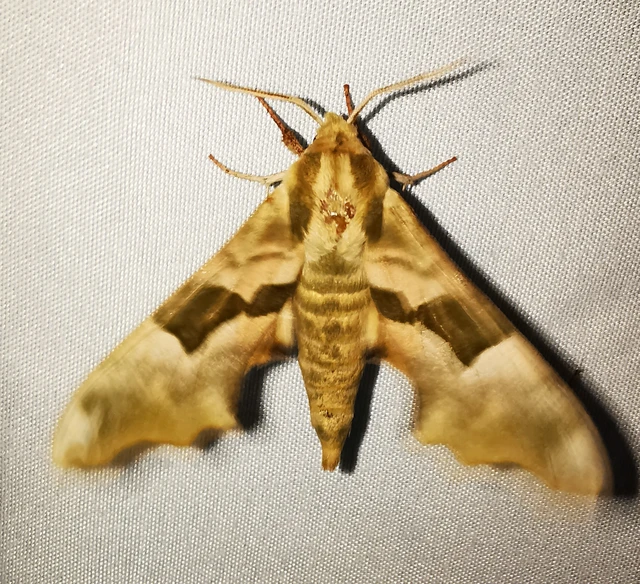 Mimas tiliae - hársfaszender