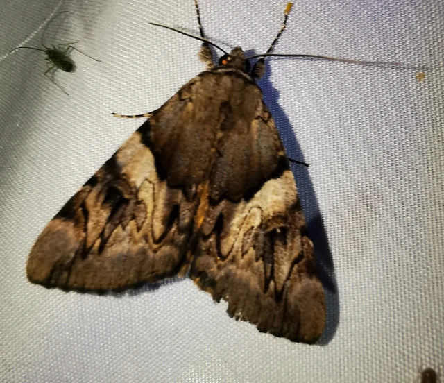 Catocala fulminea - galagonya-övesbagoly