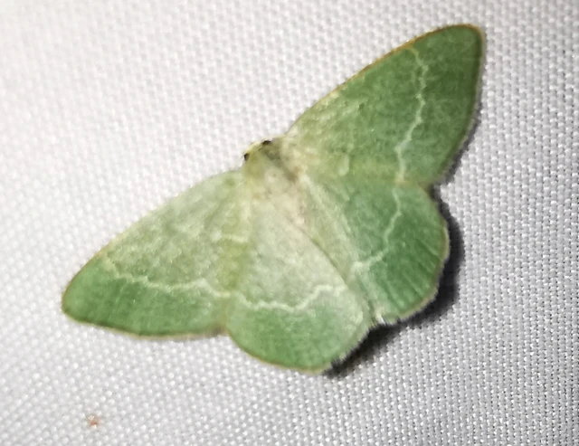 Chlorissa cloraria - sárgászöld araszoló